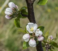 Amara æbleblomster